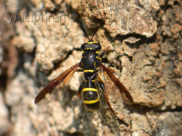 Sphiximorpha subsessilis