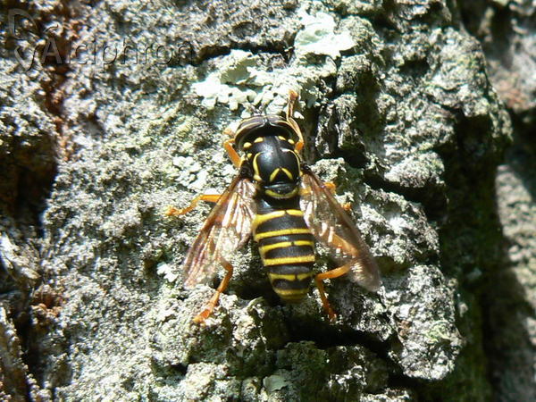 Spilomyia saltuum