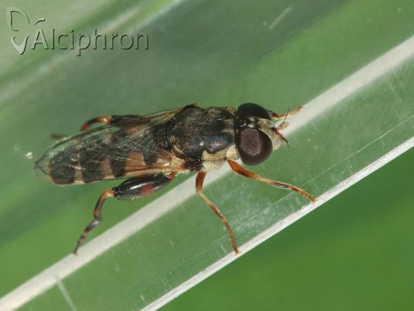 Syritta pipiens