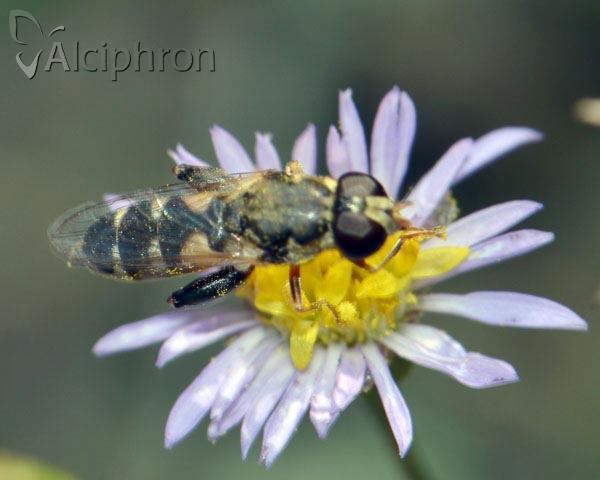 Syritta pipiens