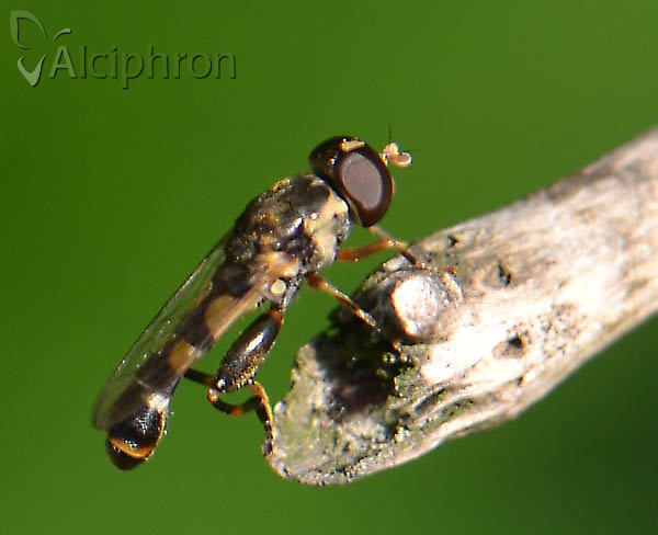 Syritta pipiens