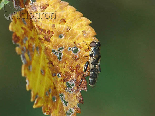 Syritta pipiens