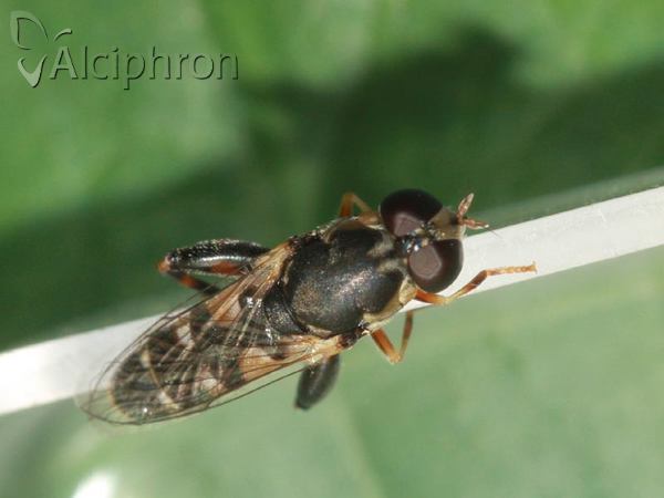 Syritta pipiens