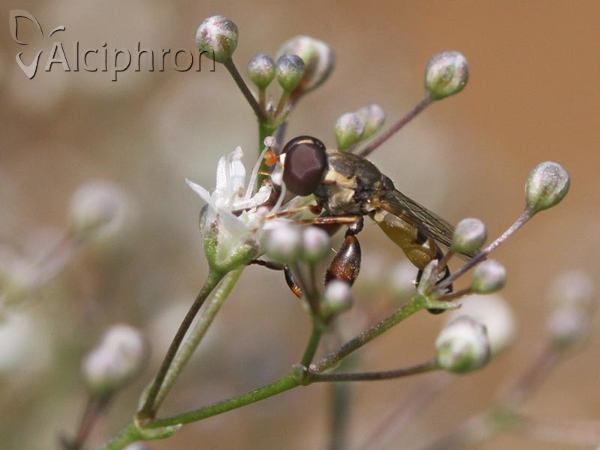 Syritta pipiens