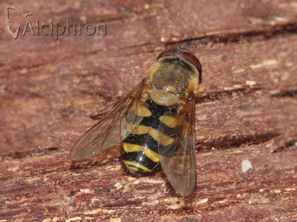 Syrphus ribesii
