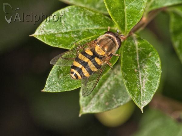 Syrphus ribesii
