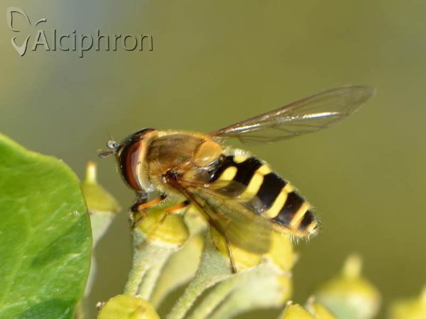 Syrphus ribesii