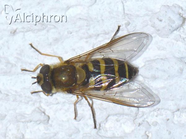 Syrphus torvus