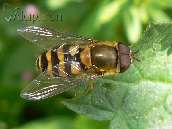 Syrphus torvus