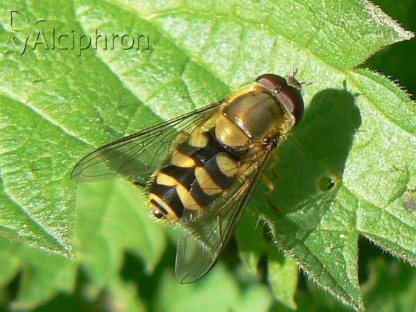 Syrphus torvus