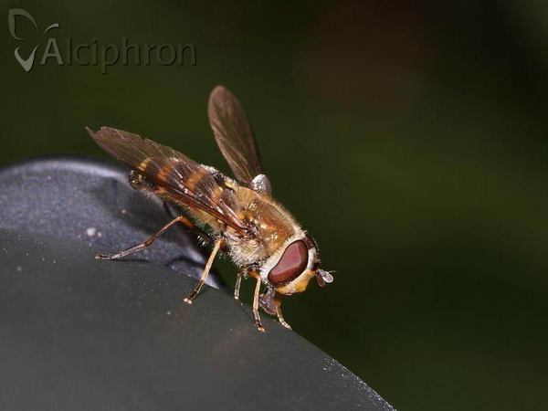 Syrphus torvus