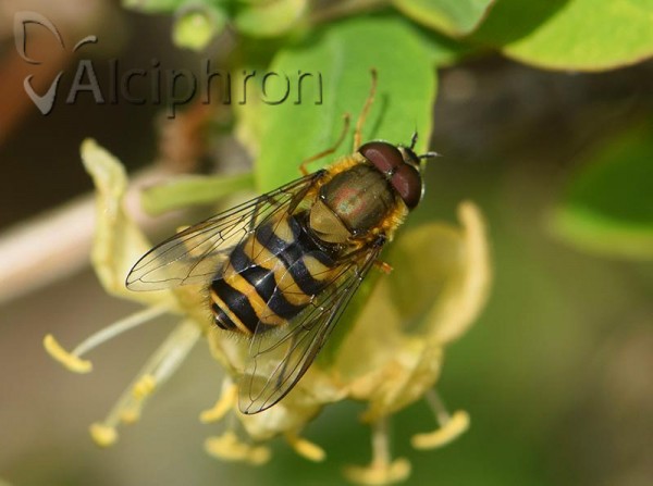 Syrphus torvus
