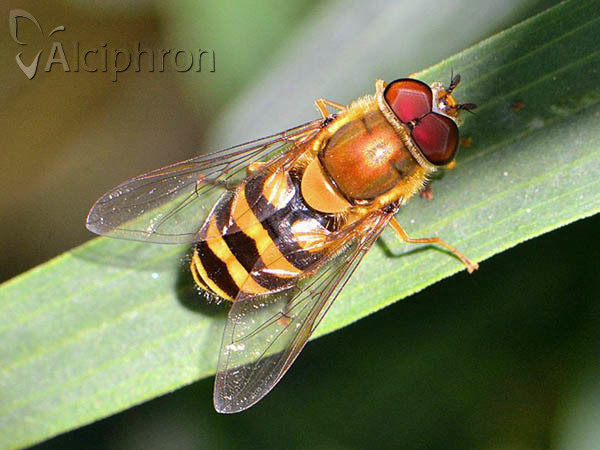 Syrphus vitripennis
