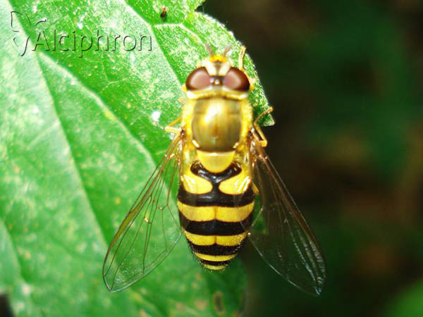 Syrphus vitripennis