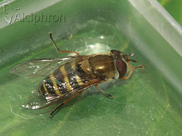 Syrphus vitripennis