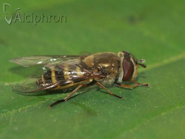 Syrphus vitripennis