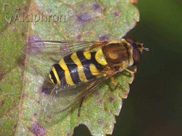 Syrphus vitripennis