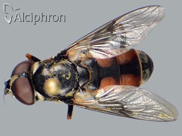 Tropidia scita