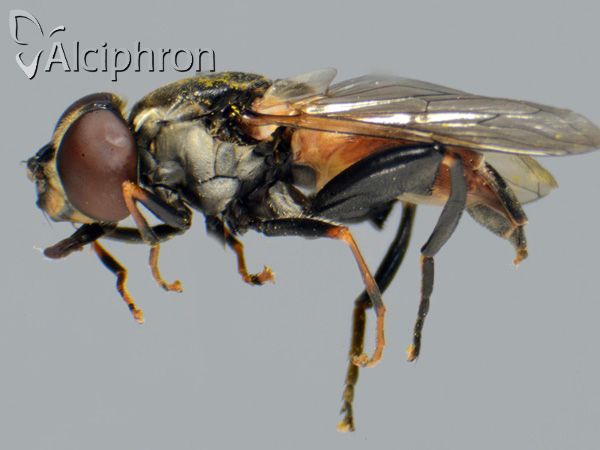 Tropidia scita