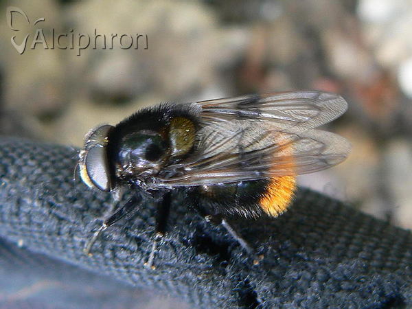 Volucella bombylans