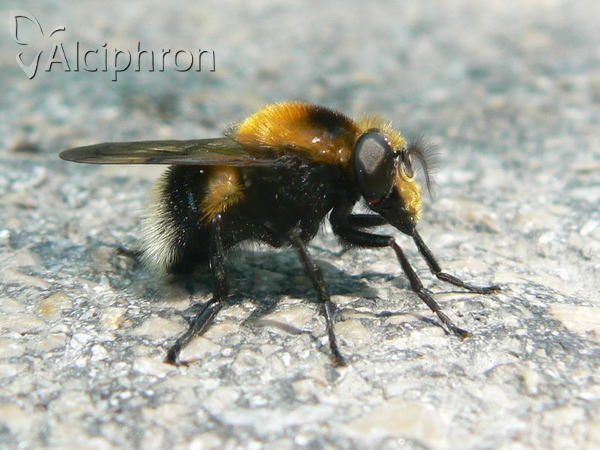 Volucella bombylans