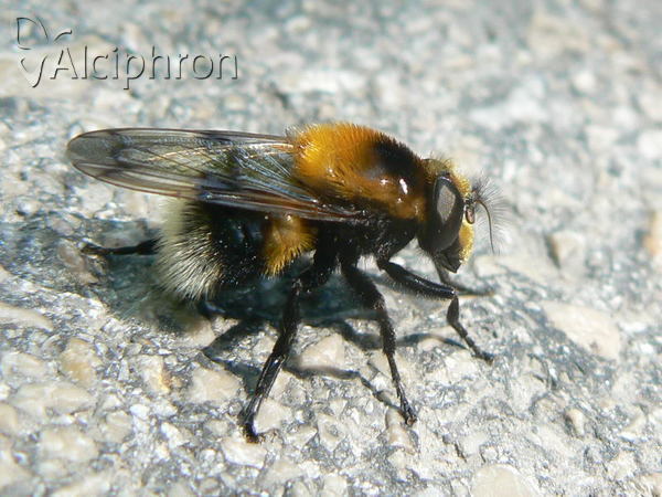 Volucella bombylans