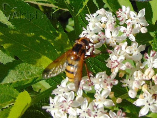 Volucella inanis