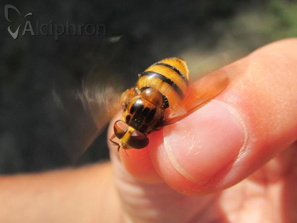 Volucella inanis