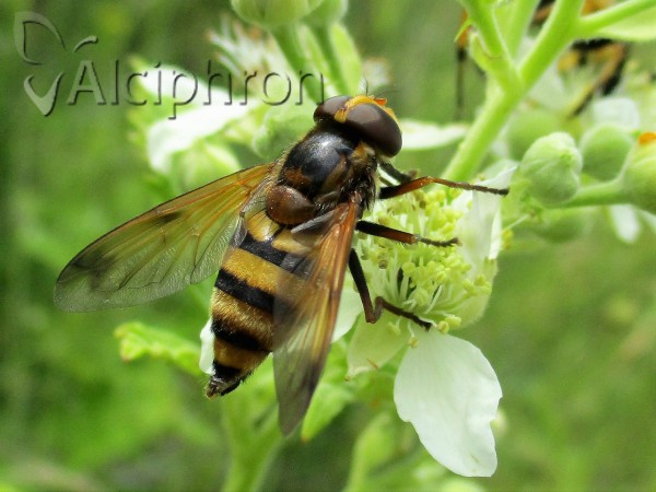 Volucella inanis