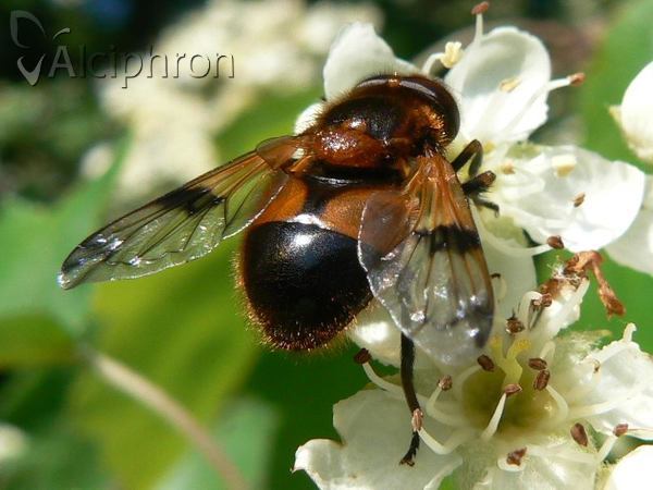 Volucella inflata