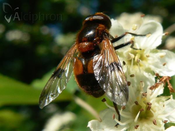 Volucella inflata