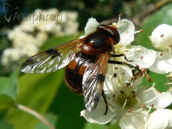 Volucella inflata