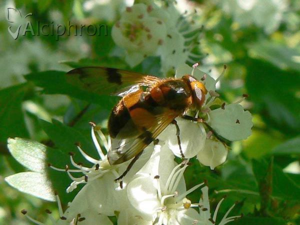 Volucella inflata