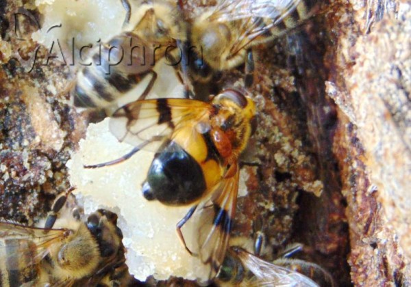Volucella inflata