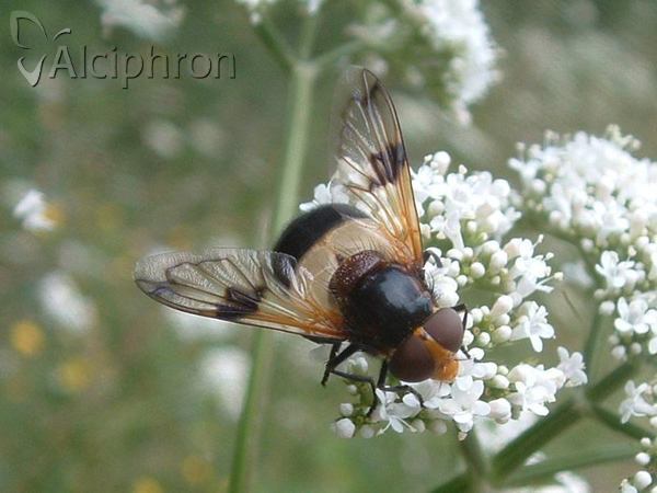 Volucella pellucens