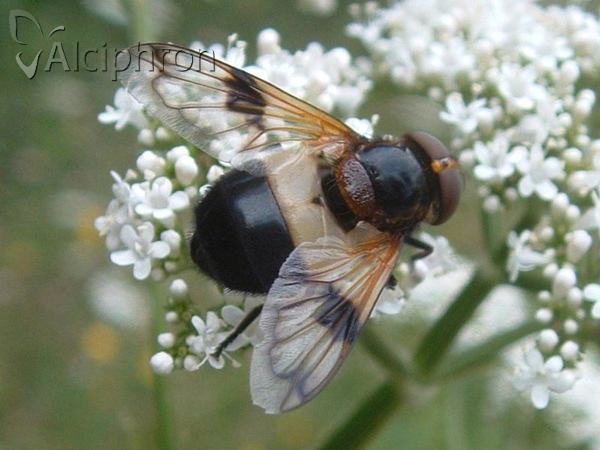 Volucella pellucens