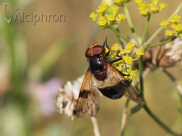Volucella pellucens