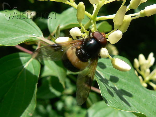 Volucella pellucens