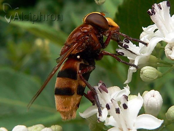 Volucella zonaria