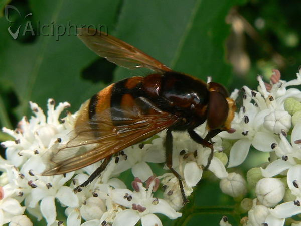 Volucella zonaria