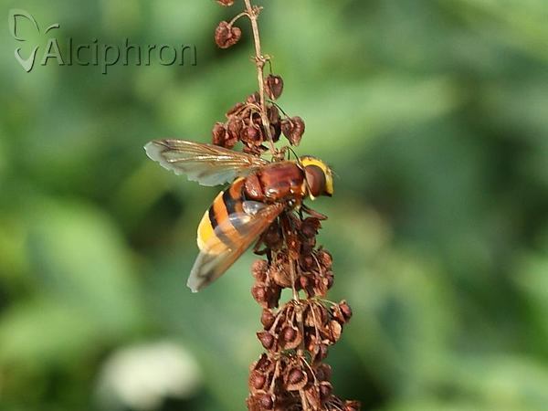Volucella zonaria