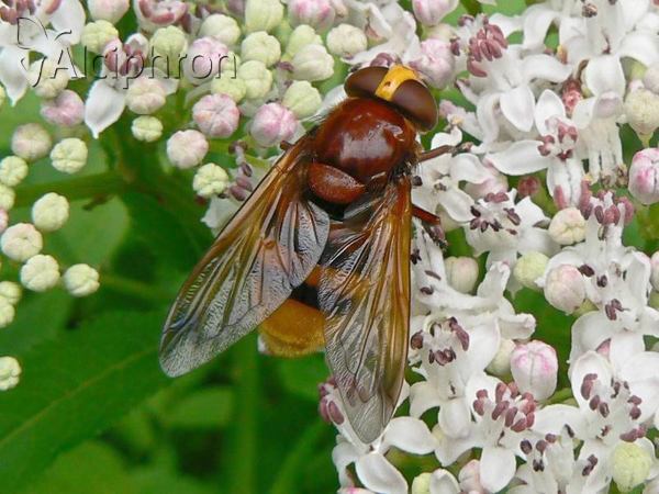 Volucella zonaria