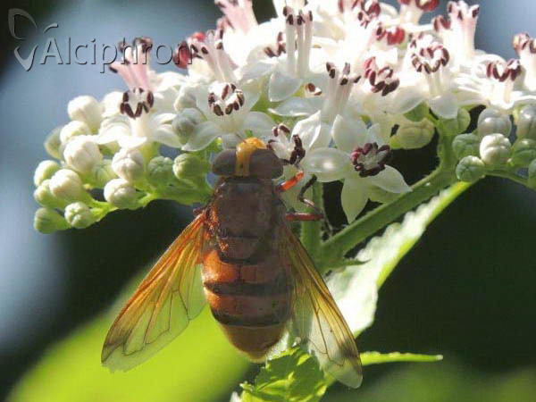Volucella zonaria