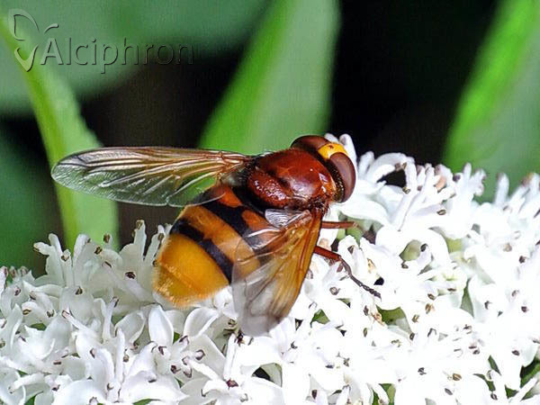 Volucella zonaria