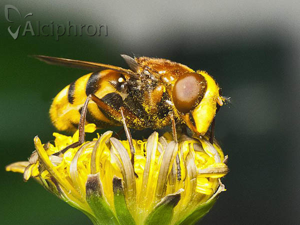 Volucella zonaria