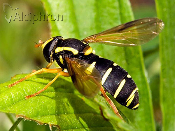 Xanthogramma citrofasciatum