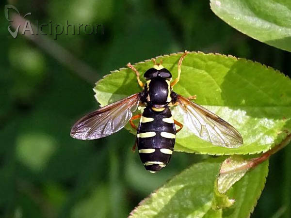 Xanthogramma citrofasciatum