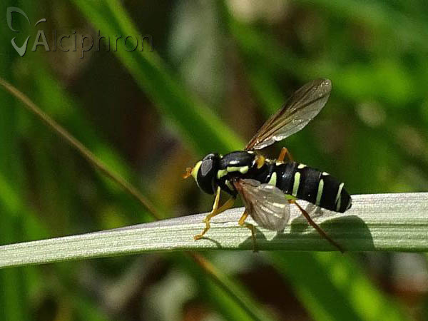 Xanthogramma citrofasciatum