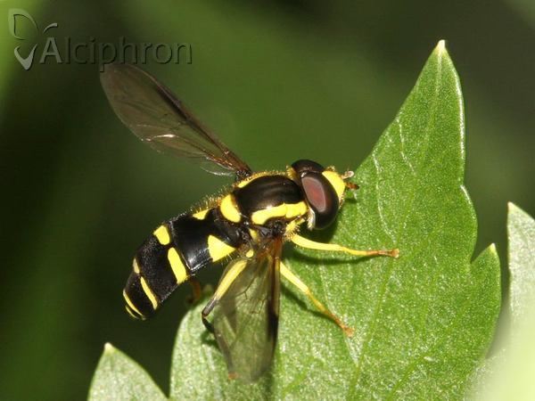 Xanthogramma dives