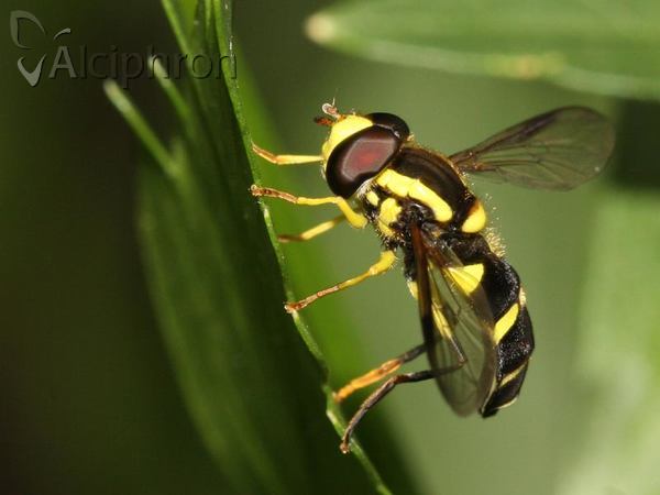 Xanthogramma dives